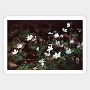 Anemone Lomography Film Sticker